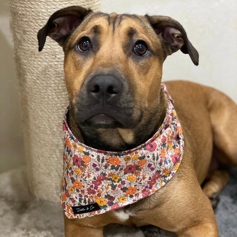 Tie On Bandanas!!! - Dante’s Pet Shop