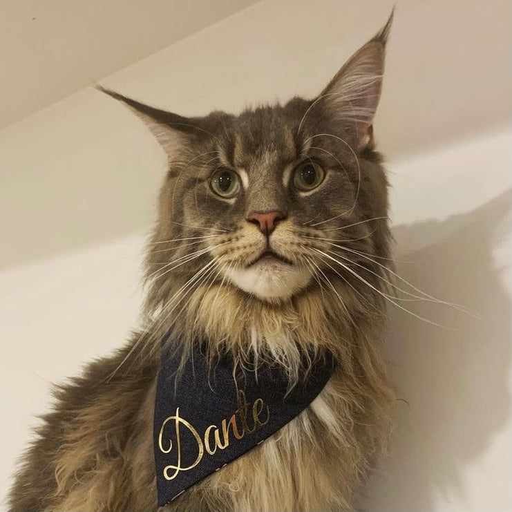 Add On - Pet's Name - Dante’s Pet Shop